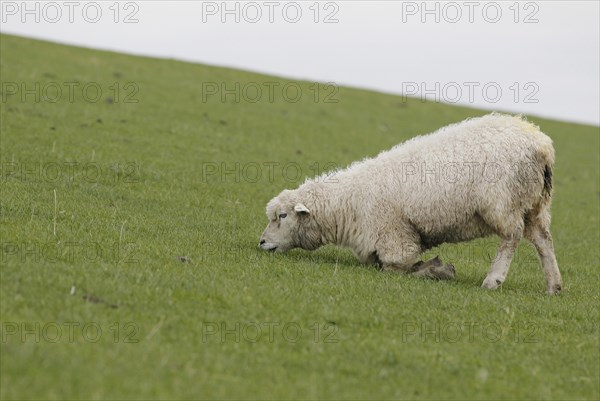 Sheep on a dyke kneeling while grazing