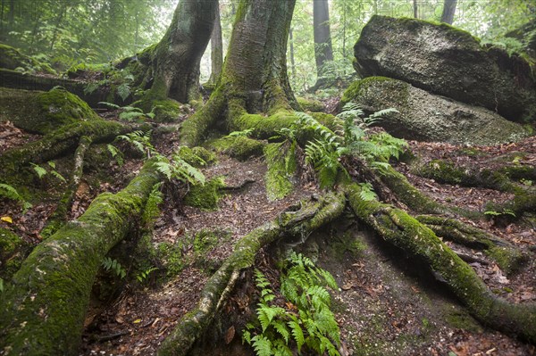 A tree growing from a moss-covered ledge