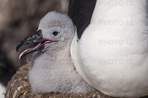 Black-browed Albatross or Black-browed Mollymawk (Thalassarche melanophris)