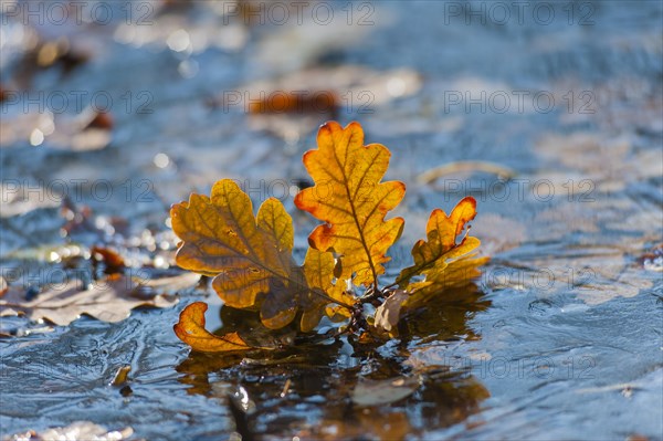 Leaves of the Pedunculate Oak or German Oak (Quercus robur) frozen in the ice