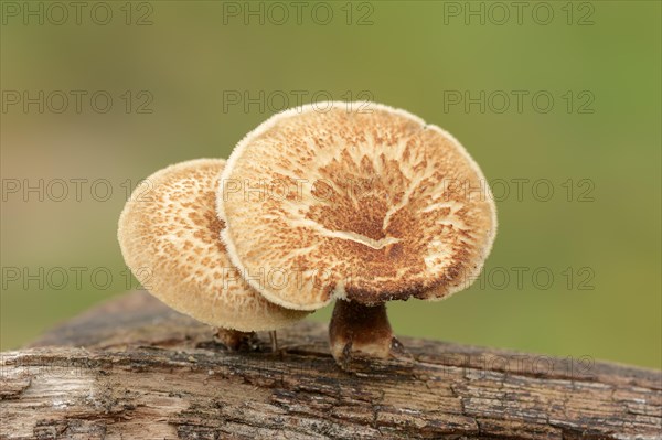 Fringed Polypore (Polyporus ciliatus)