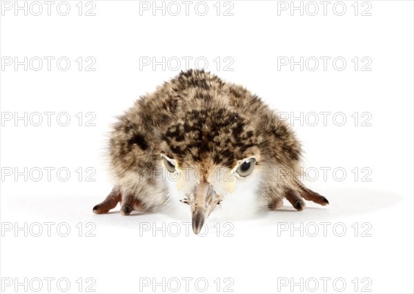 Spur-winged Lapwing or Spur-winged Plover (Vanellus spinosus) chick