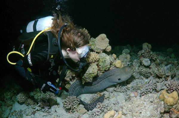 Giant Moray (Gymnothorax javanicus) at night