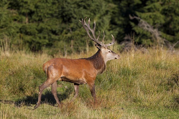 Red Deer (Cervus elaphus)