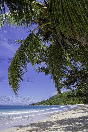 Beach with palm trees