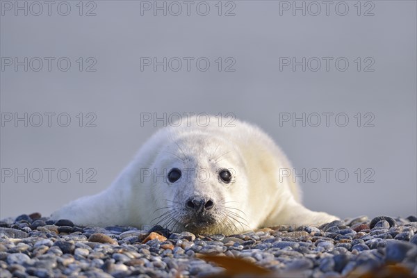 Grey Seal (Halichoerus grypus)