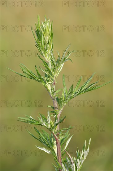 Mugwort (Artemisia vulgaris)