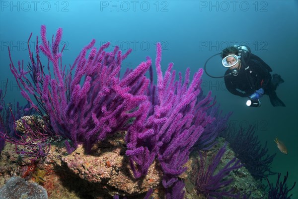 Diver looking at Red sea whips (Ellisella sp.)