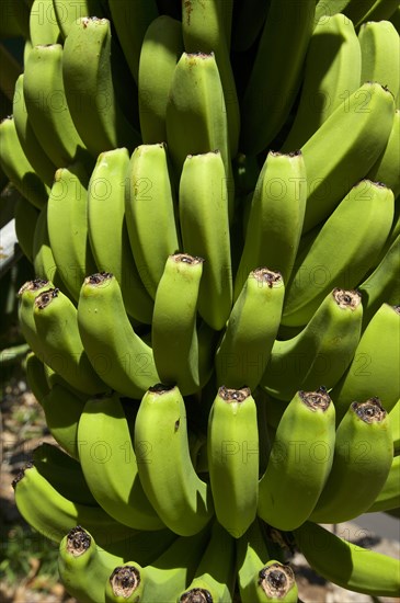 Banana plant