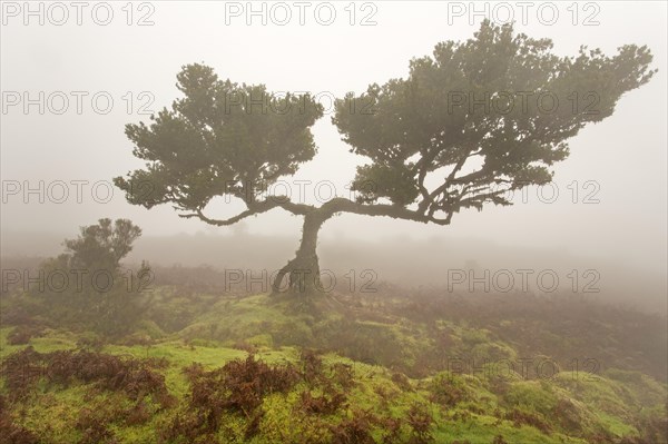 Old Bay Laurel Trees (Laurus nobilis) in the fog