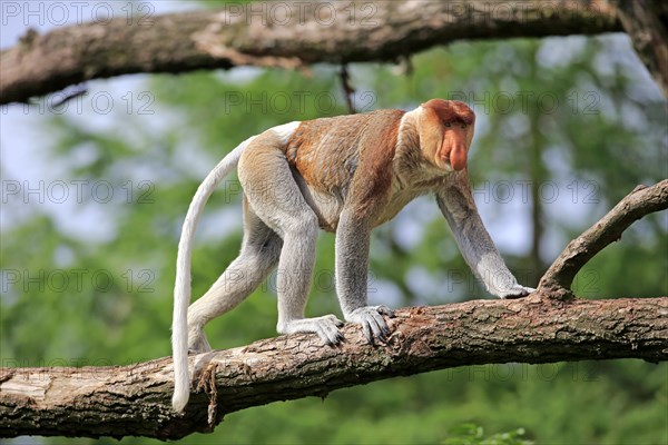 Proboscis Monkey (Nasalis larvatus)