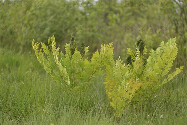 Royal fern (Osmunda regalis)