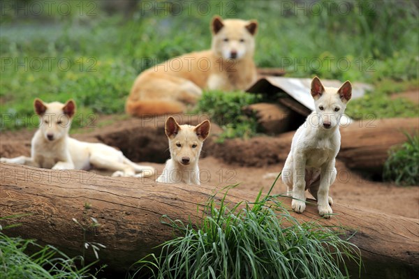 Dingoes (Canis familiaris dingo)