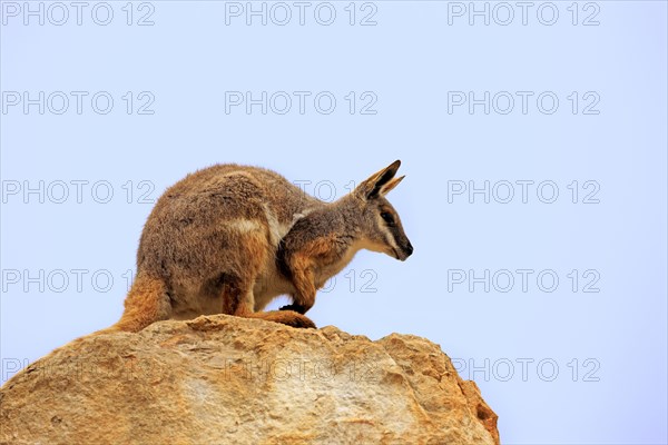 Yellow-footed Rock Wallaby (Petrogale xanthopus)