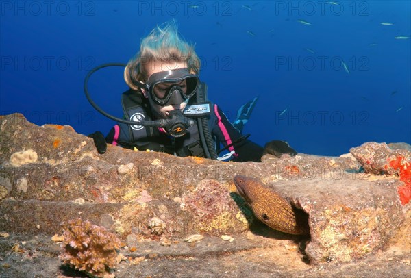 Diver watching a Yellow-Edged Moray (Gymnothorax flavimarginatus) at the shipwreck 'SS Thistlegorm'