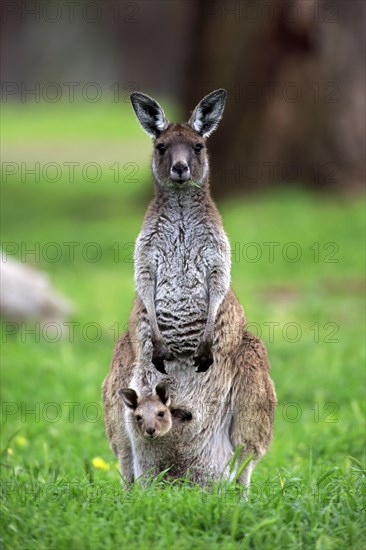 Kangaroo Island Kangaroos (Macropus fuliginosus fuliginosus)