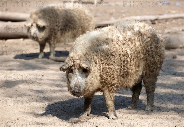 Hairy Mangalitsa pigs