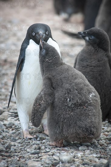 Adelie Penguin (Pygoscelis adeliae) feeding a chick