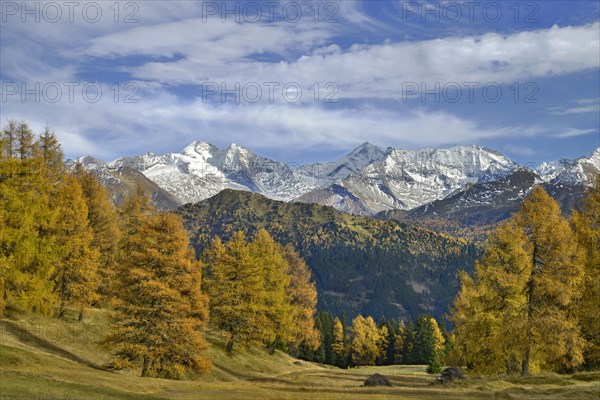 Larch forest (Larix) in autumn