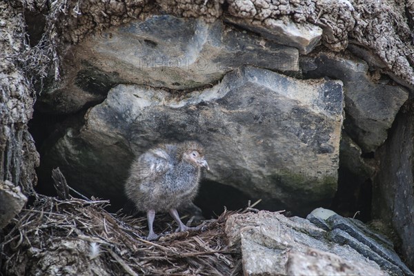 Snowy Sheathbill (Chionis alba)