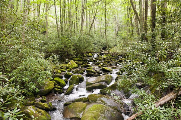 Mountain stream on Kephart Trail