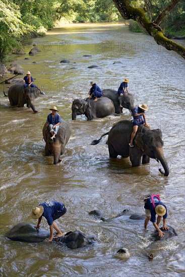 Mahouts bathing their Asian or Asiatic Elephants (Elephas maximus) in the Mae Tang River