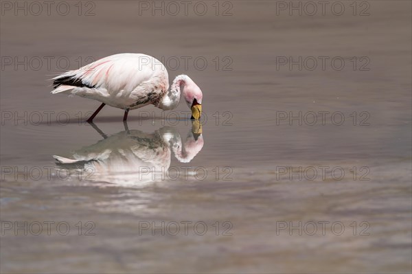 Andean Flamingo (Phoenicoparrus andinus)