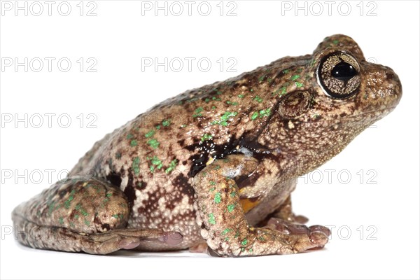 Peron's Tree Frog (Litoria peronii)