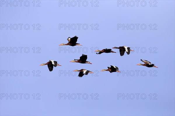 Black-bellied Whistling Ducks (Dendrocygna autumnalis)