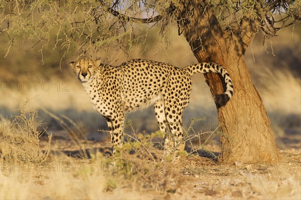 Cheetah (Acinonyx jubatus)