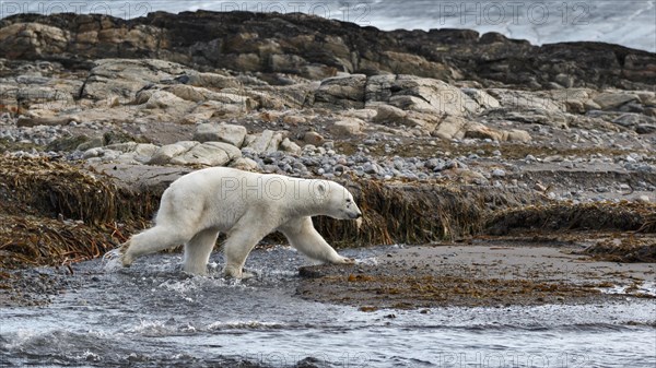 Polar Bear (Ursus maritimus)