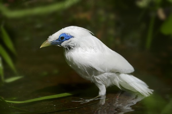 Bali Myna (Leucopsar rothschildi)