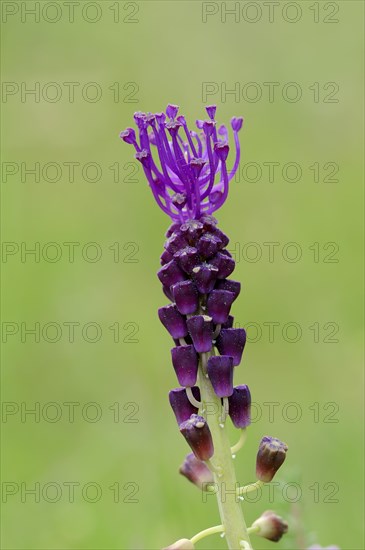 Tassel Hyacinth (Muscari comosum)