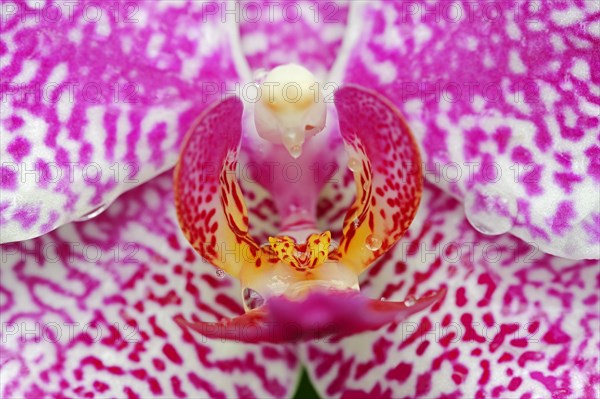 Moth Orchid (Phalaenopsis spp.)