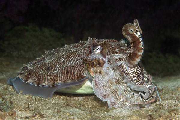 Broadclub Cuttlefish (Sepia latimanus)