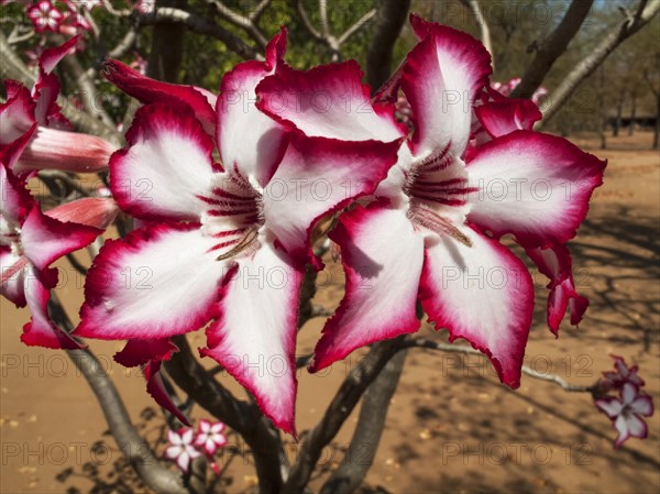 Impala Lily (Adenium multiflorum)