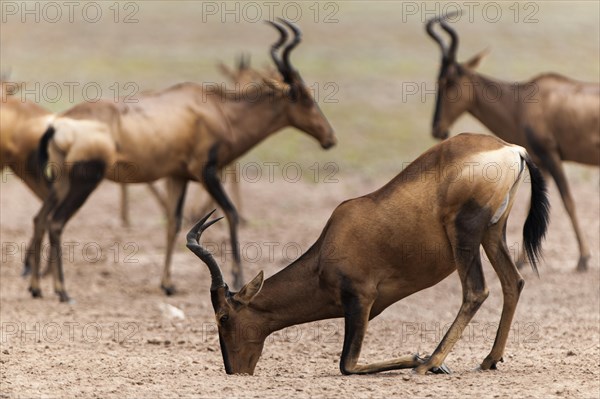 Red Hartebeest (Alcelaphus caama) at a natural salt-lick