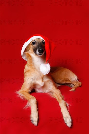 Longhaired Whippet or Silken Windsprite