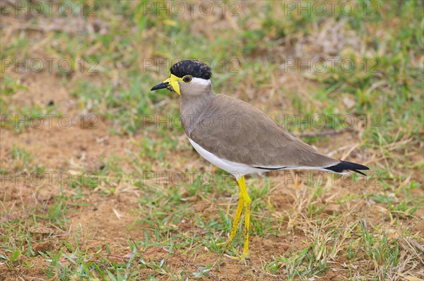 Yellow-wattled Lapwing (Vanellus malarbaricus)