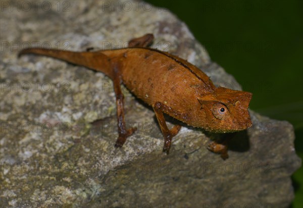 Brown Leaf Chameleon (Brookesia superciliaris) Marojejy National Park