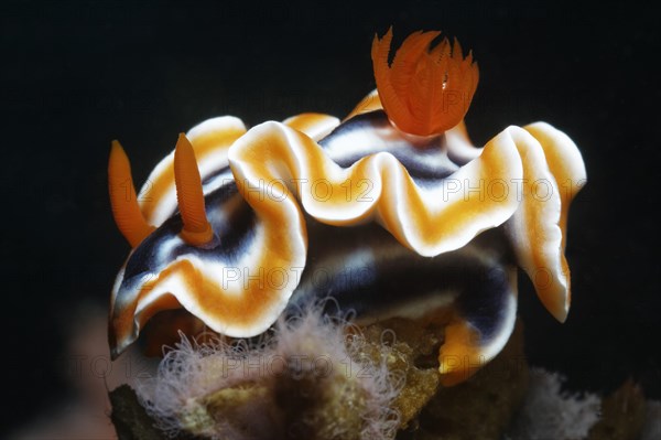 Magnificent Chromodoris (Chromodoris magnifica)