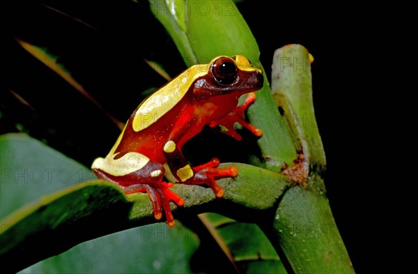 White-leaf frog (Dendropsophus leucophyllatus)