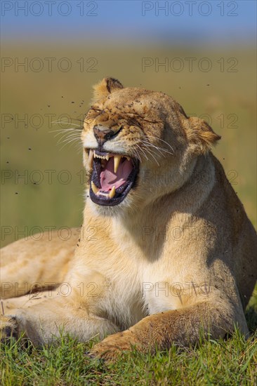 Lioness (Panthera leo) yawning