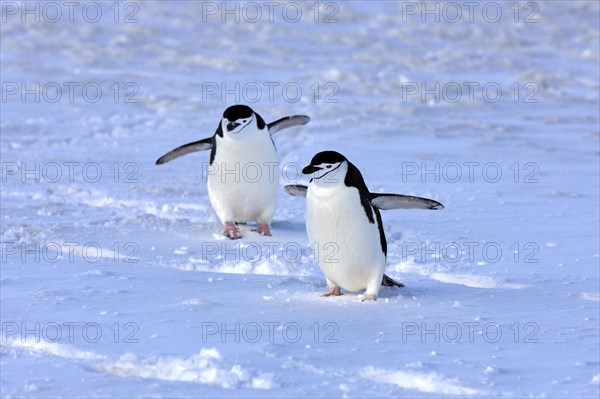 Chinstrap penguins (Pygoscelis antarctica) pair