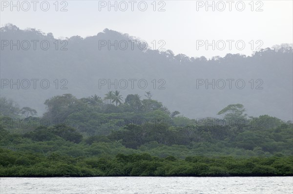 Mangroves on the coast