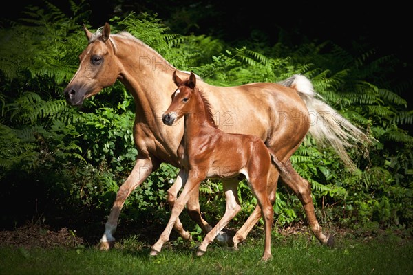 Mare with colt