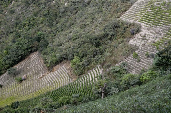 Illegal Coca fields