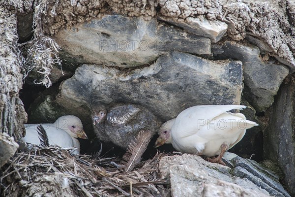 Snowy Sheathbill (Chionis alba)