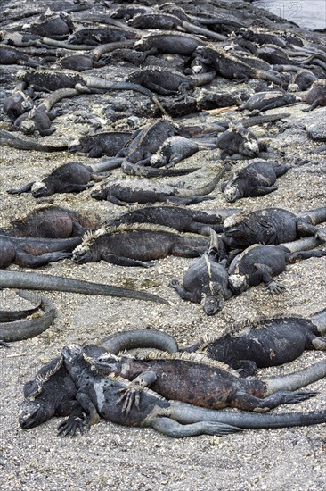 Sea Iguanas or Galapagos Marine Iguanas (Amblyrhynchus cristatus hassi)