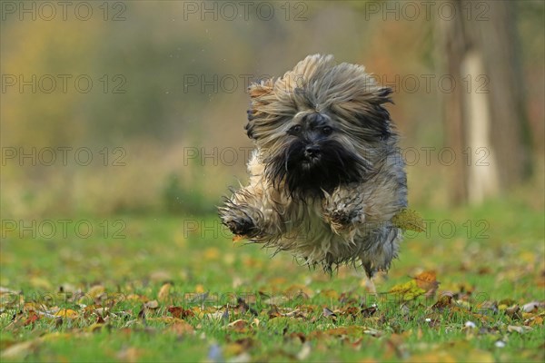 Lhasa Apso jumping